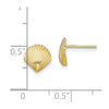 Gold Sea Shell Post Earrings