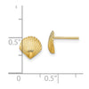 Gold Sea Shell Post Earrings